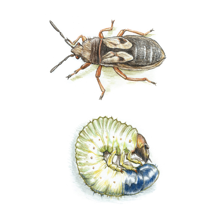 illustration